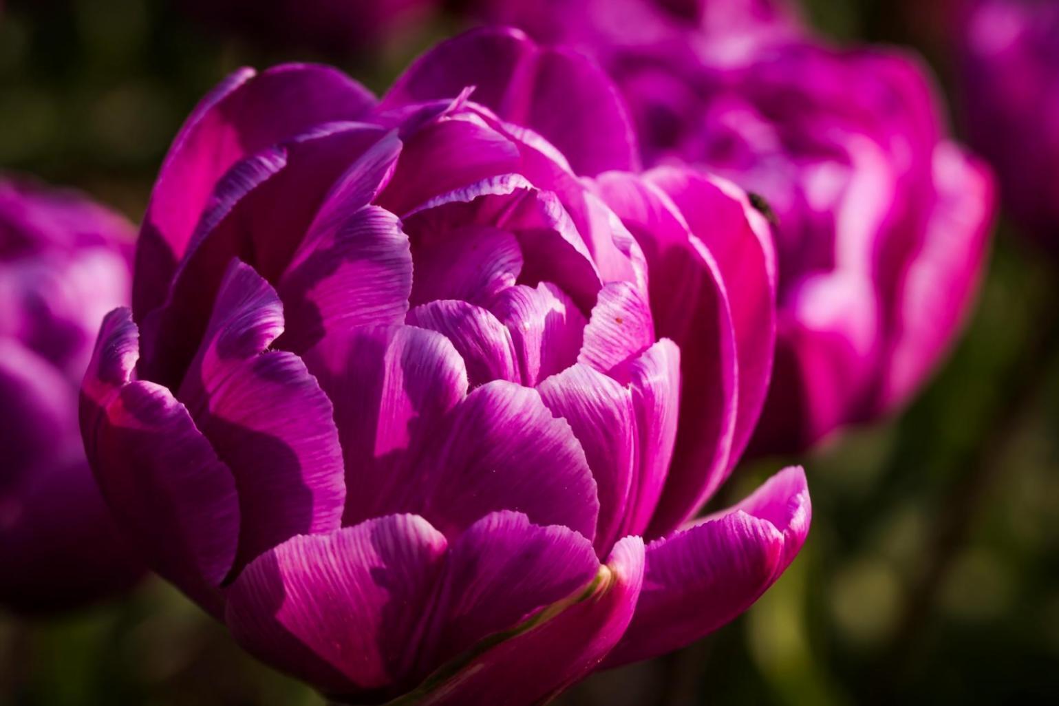 Процесс флористической консультации