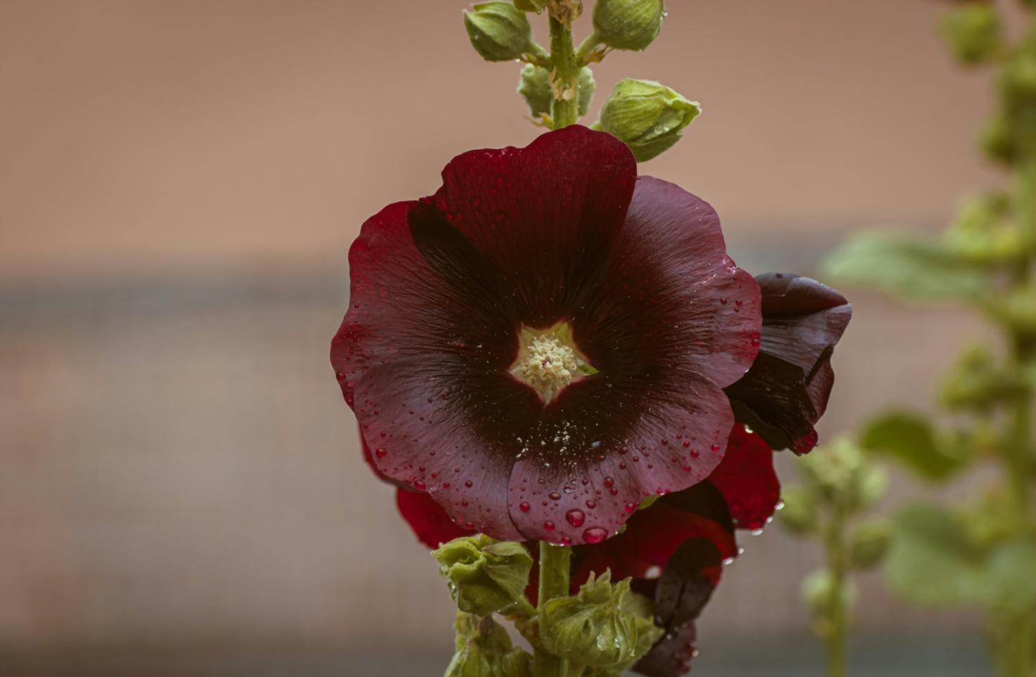 Контакт для записи на консультацию