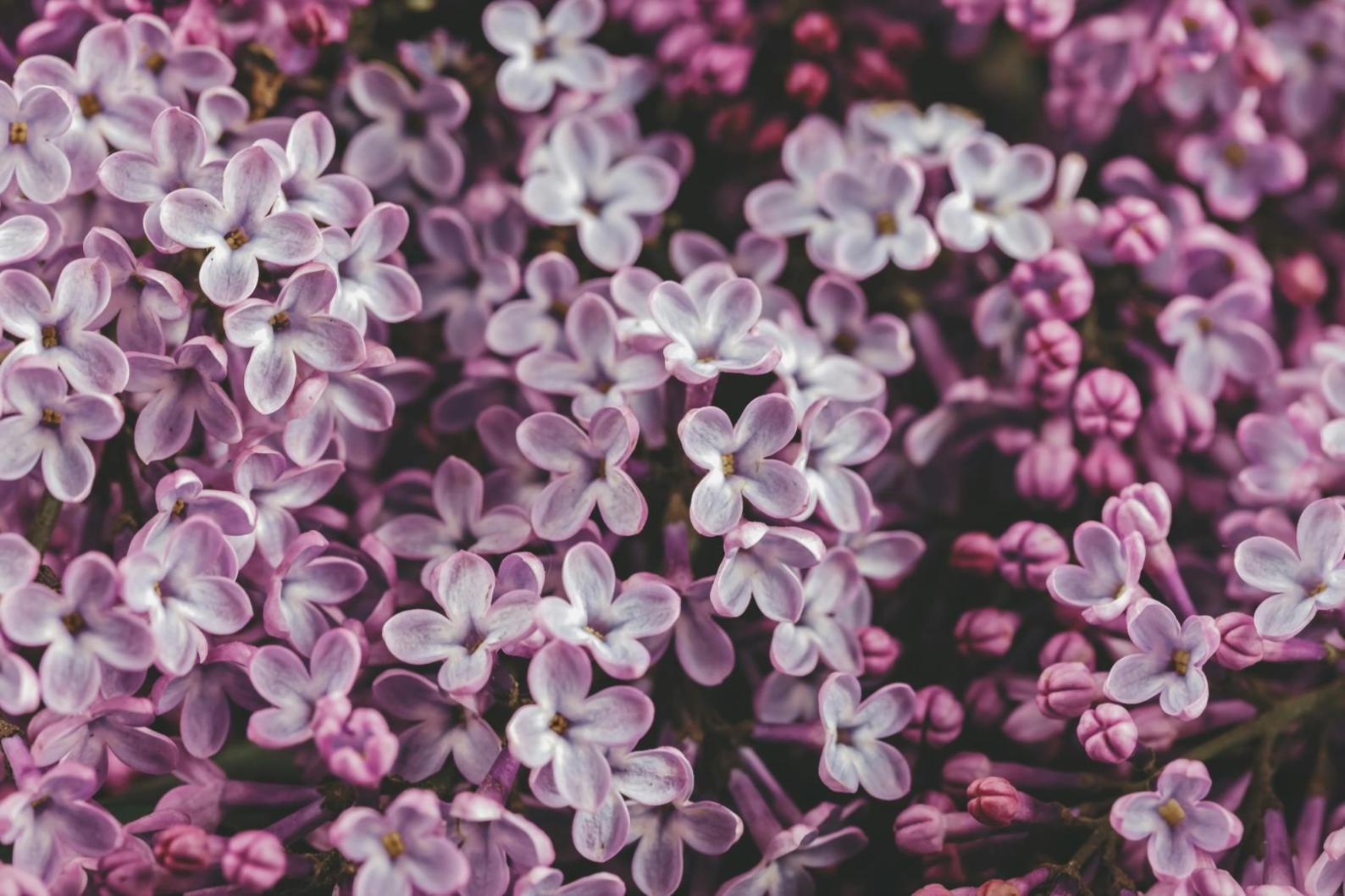 Свежие флористические композиции для мероприятий